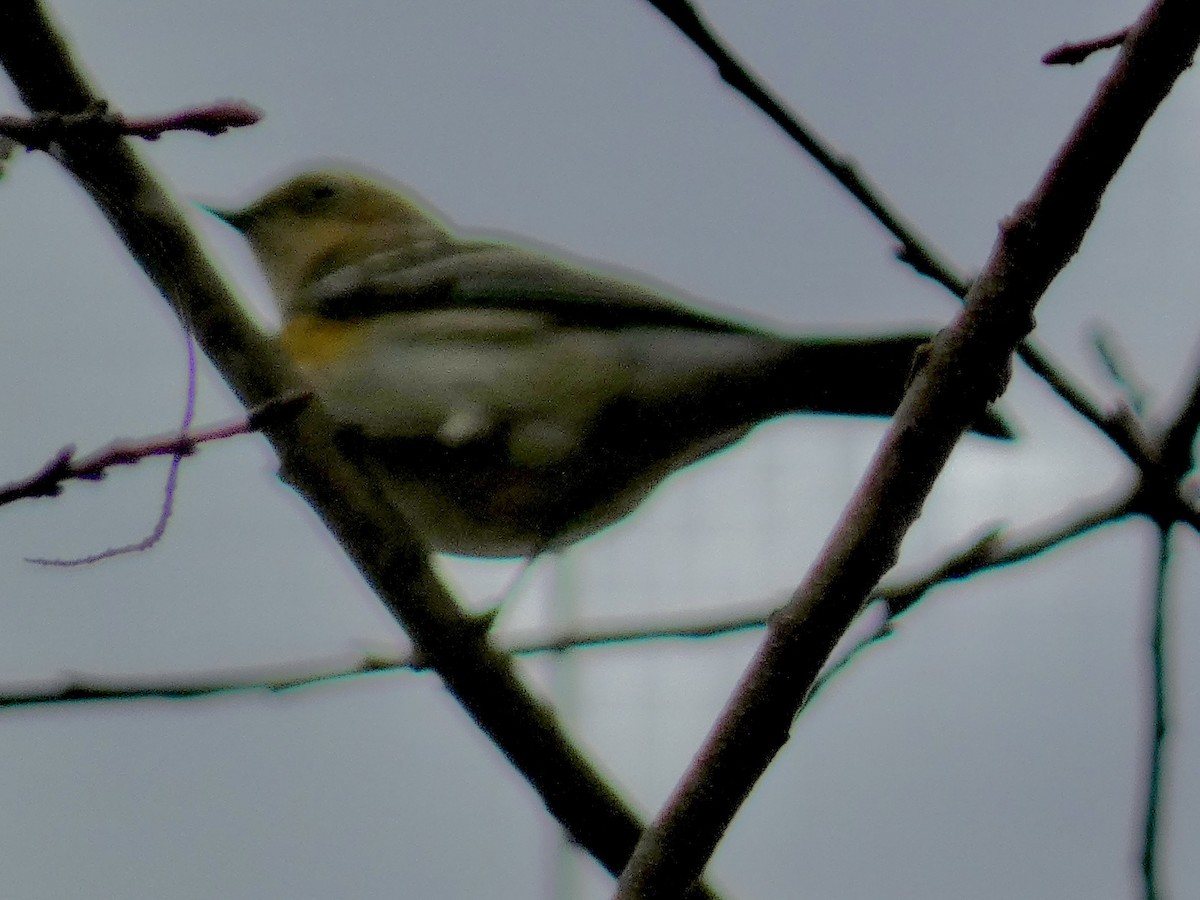 キヅタアメリカムシクイ - ML645972374