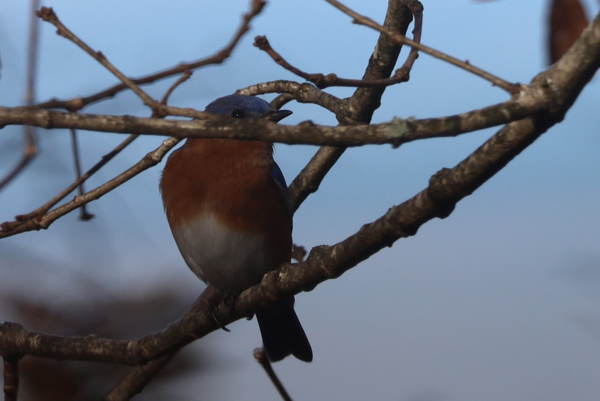 Eastern Bluebird - ML645972375