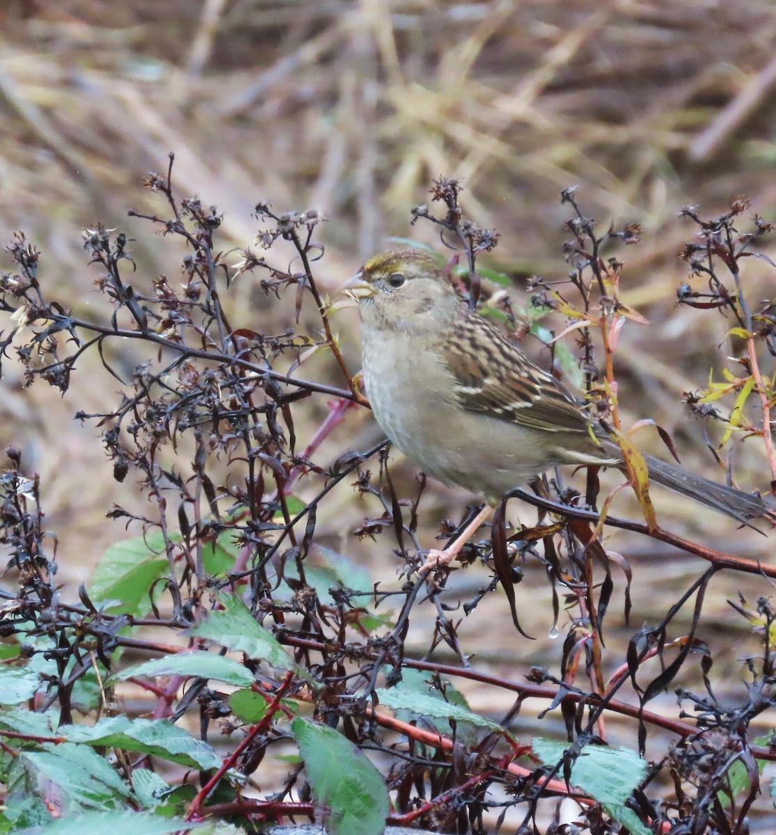 Golden-crowned Sparrow - ML645972376