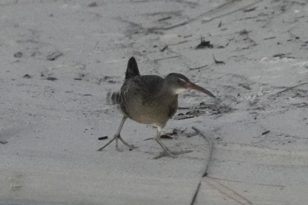 Clapper Rail - ML645972378