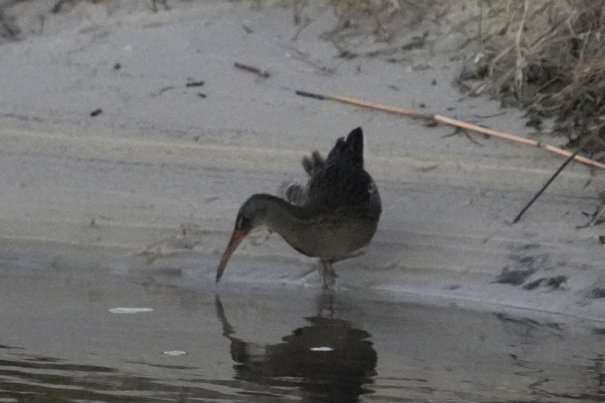 Clapper Rail - ML645972379