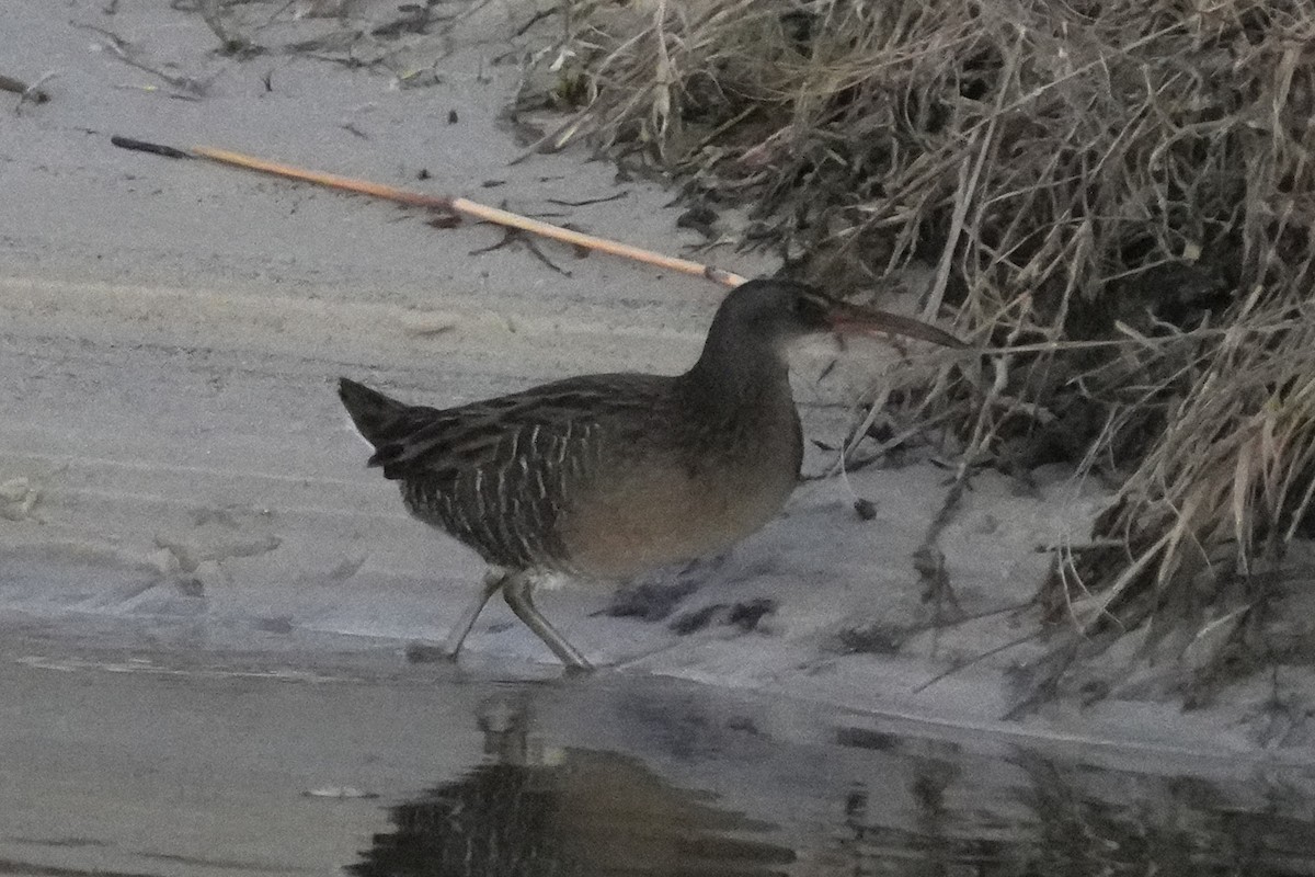 Clapper Rail - ML645972380