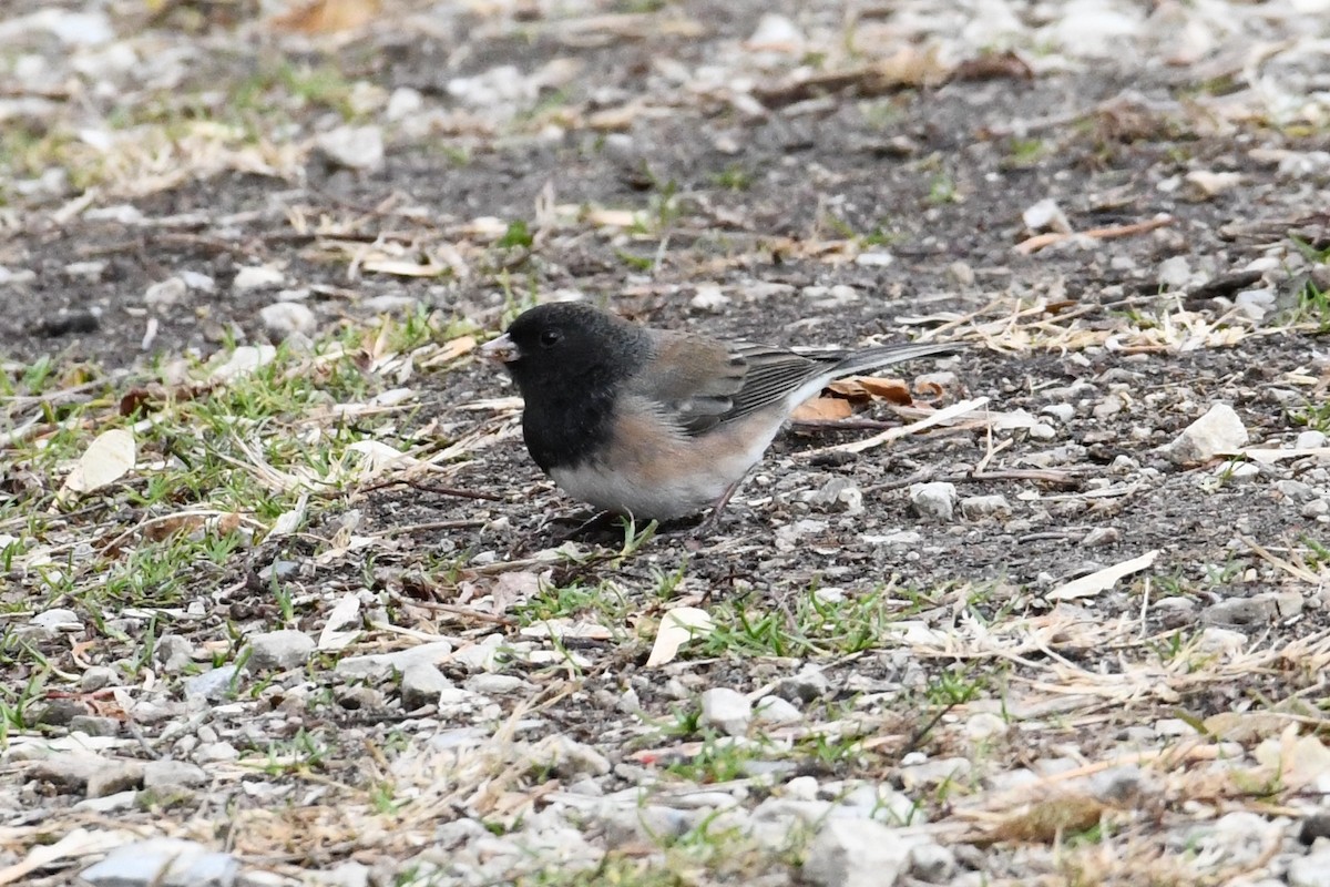 Dark-eyed Junco (Oregon) - ML645972382