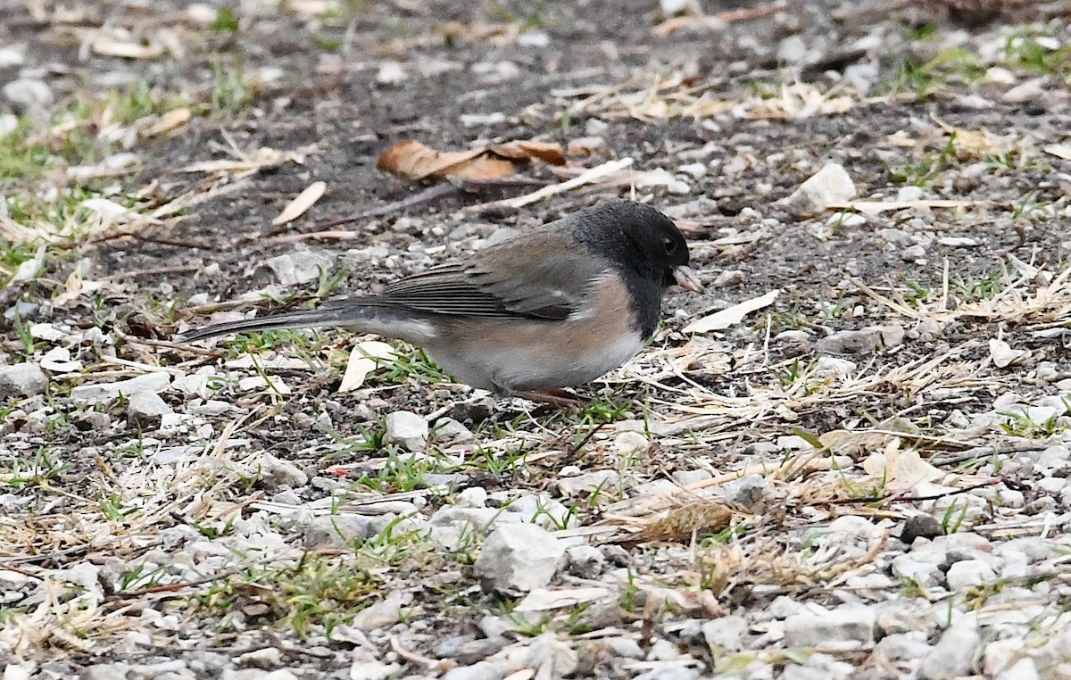 Dark-eyed Junco (Oregon) - ML645972383