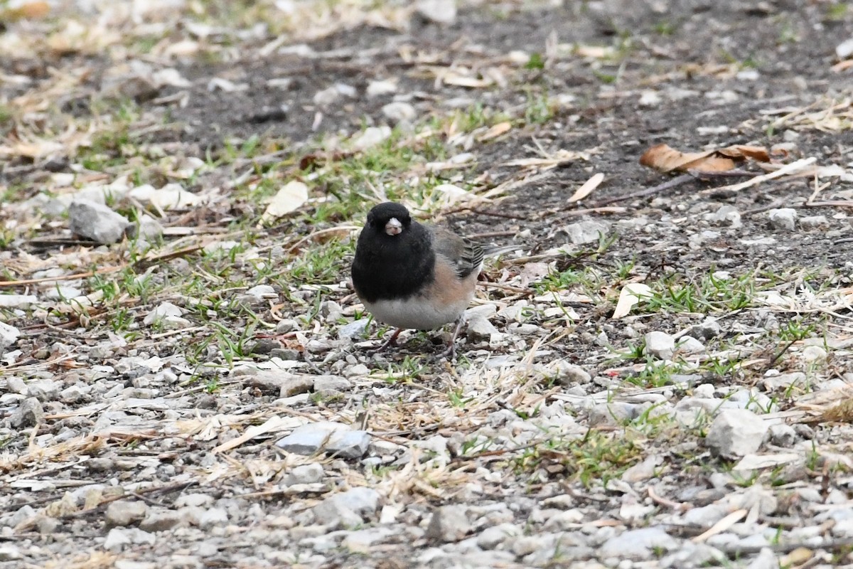 Dark-eyed Junco (Oregon) - ML645972384
