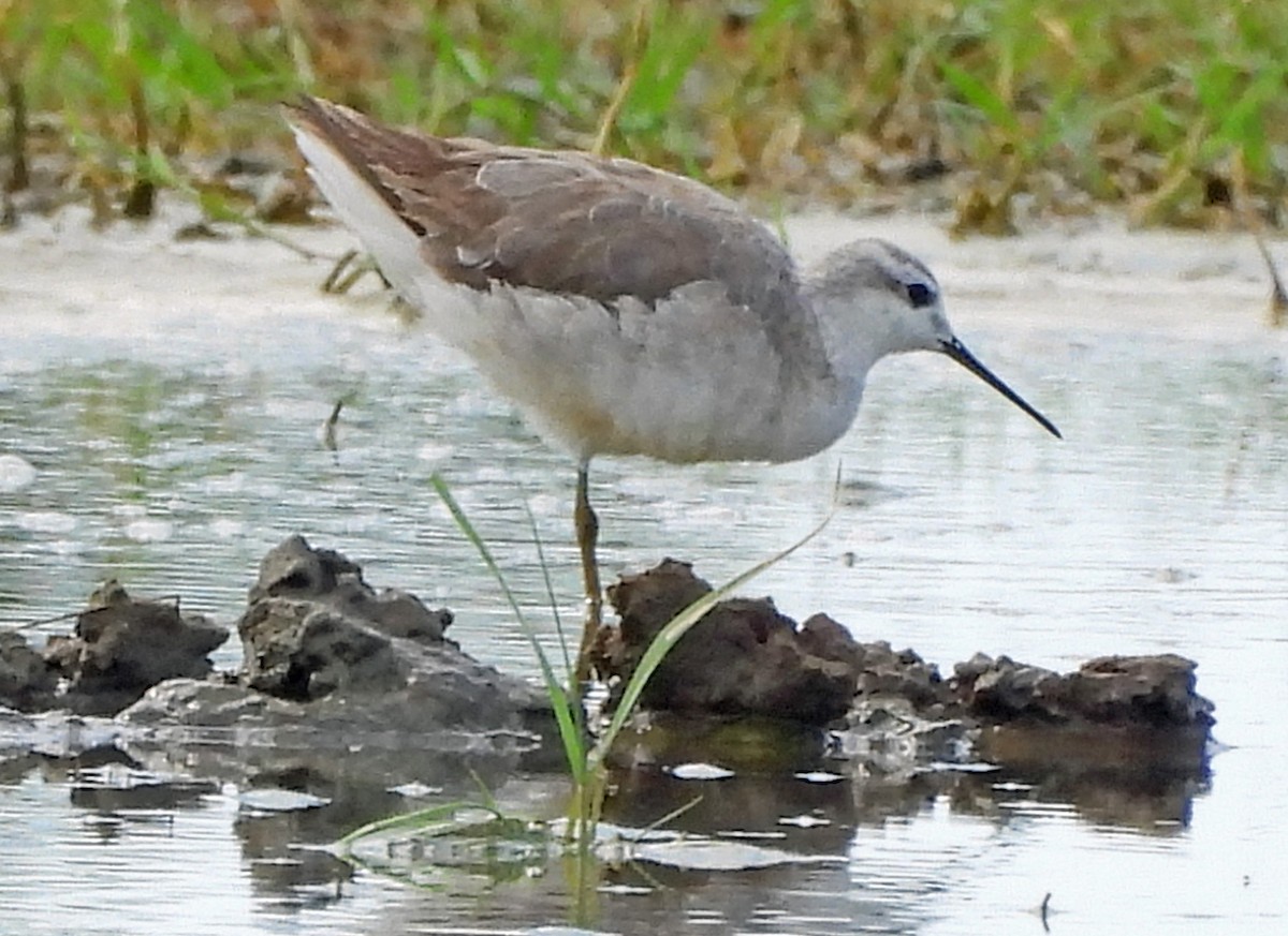 Wilson's Phalarope - ML645972385