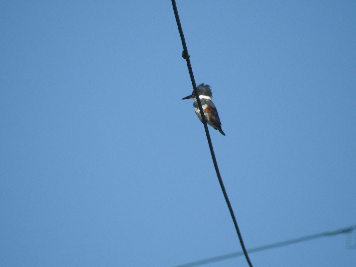 Martín Gigante Norteamericano - ML645972386