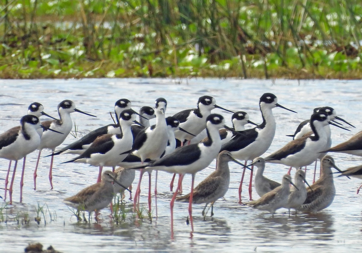 Stilt Sandpiper - ML645972392