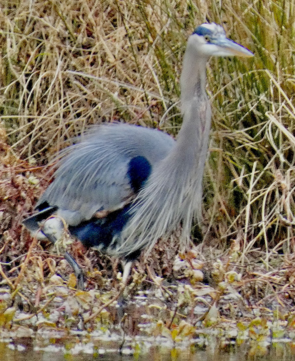 オオアオサギ - ML645972393