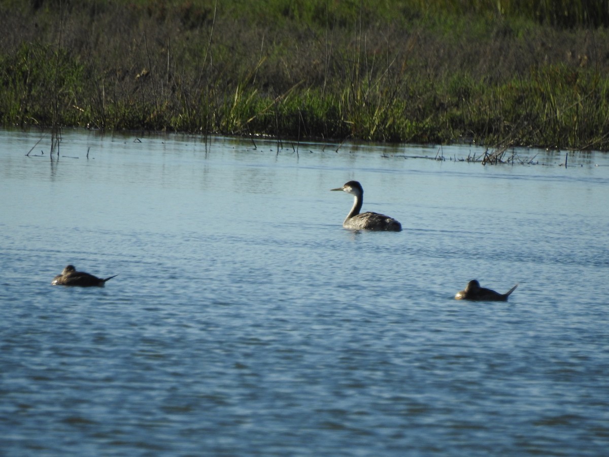 Achichilique Común - ML645972394