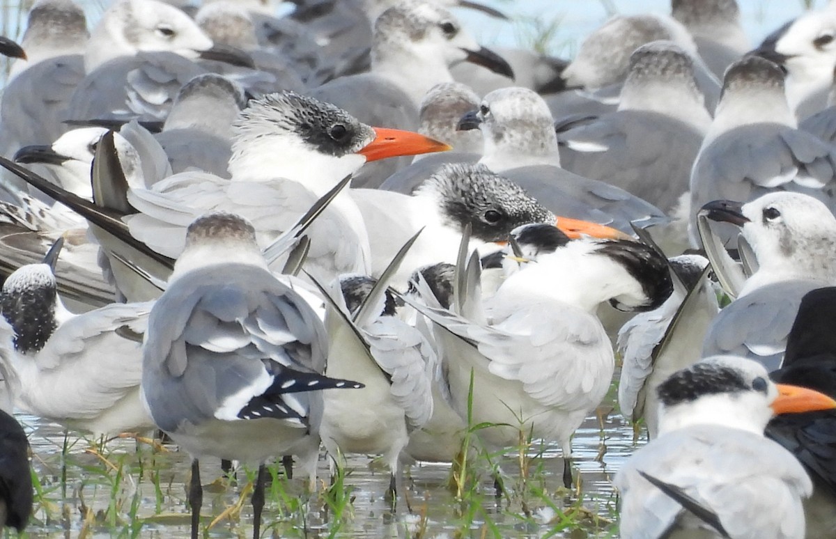 Caspian Tern - ML645972395