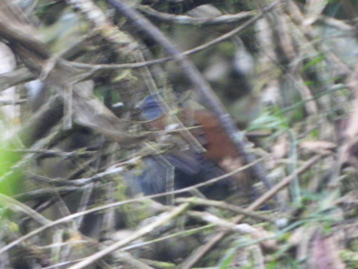 Andean Solitaire - ML645972396