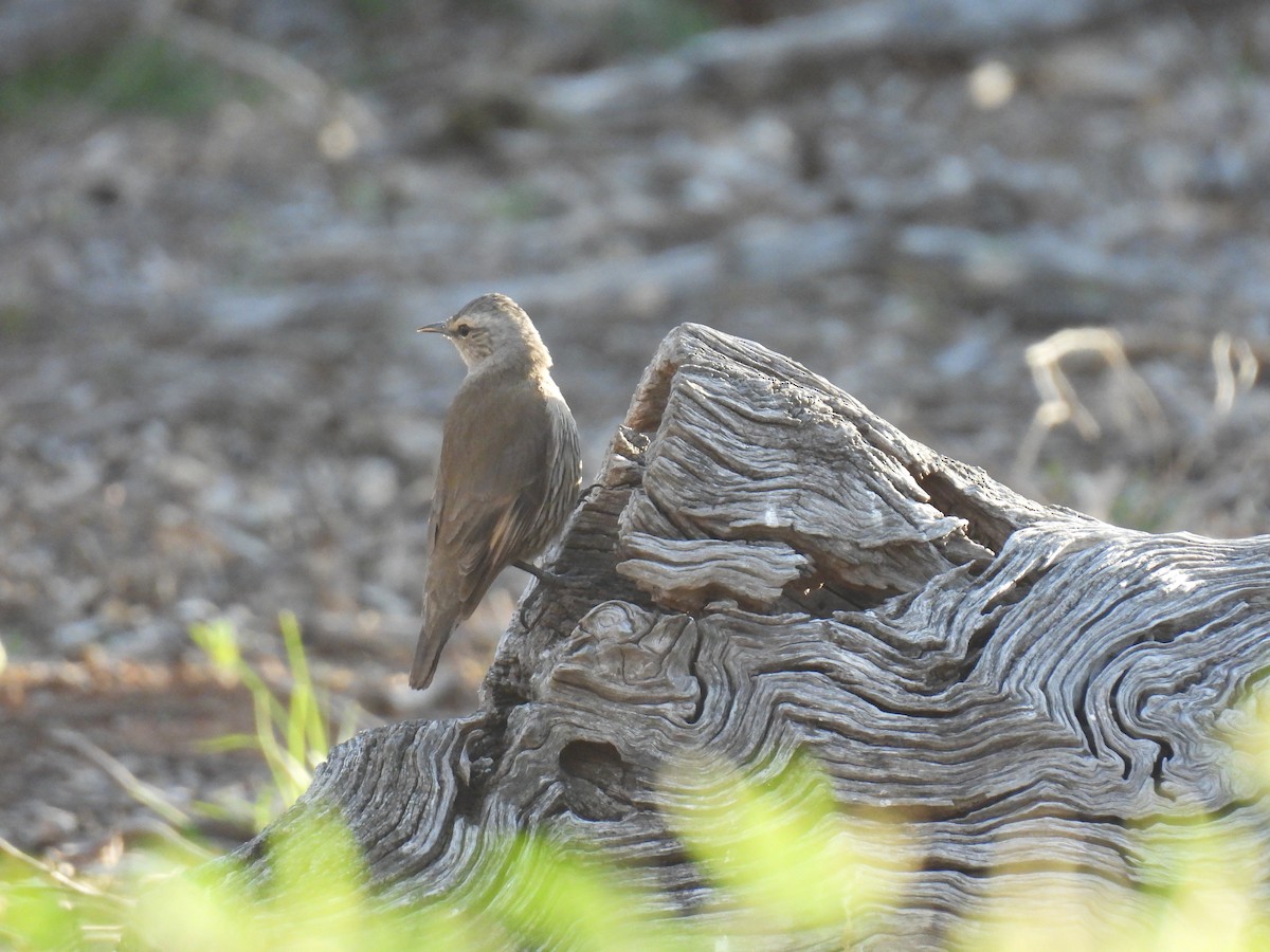 Brown Treecreeper - ML645972398