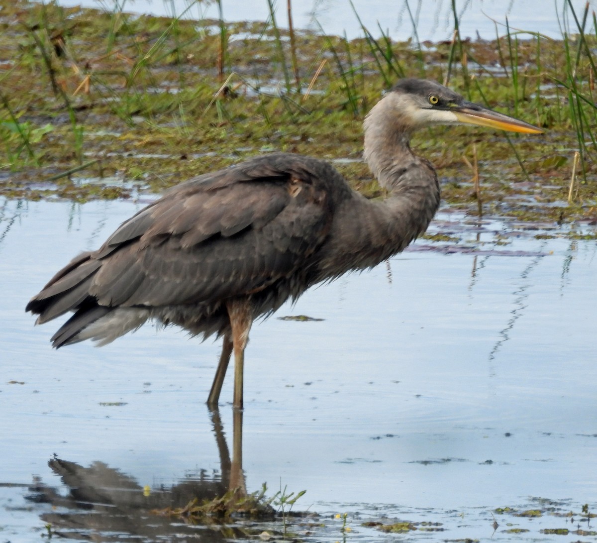 Great Blue Heron - ML645972400