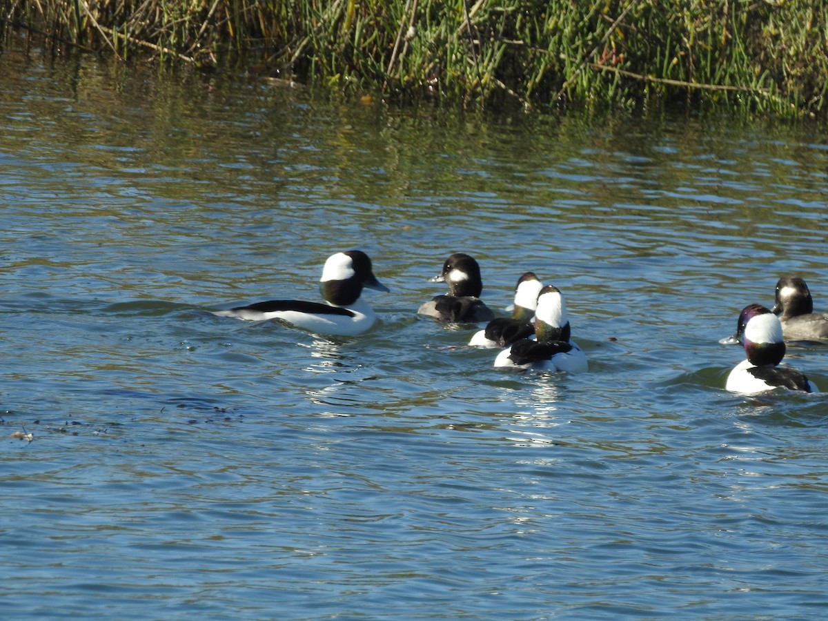 Porrón Albeola - ML645972405