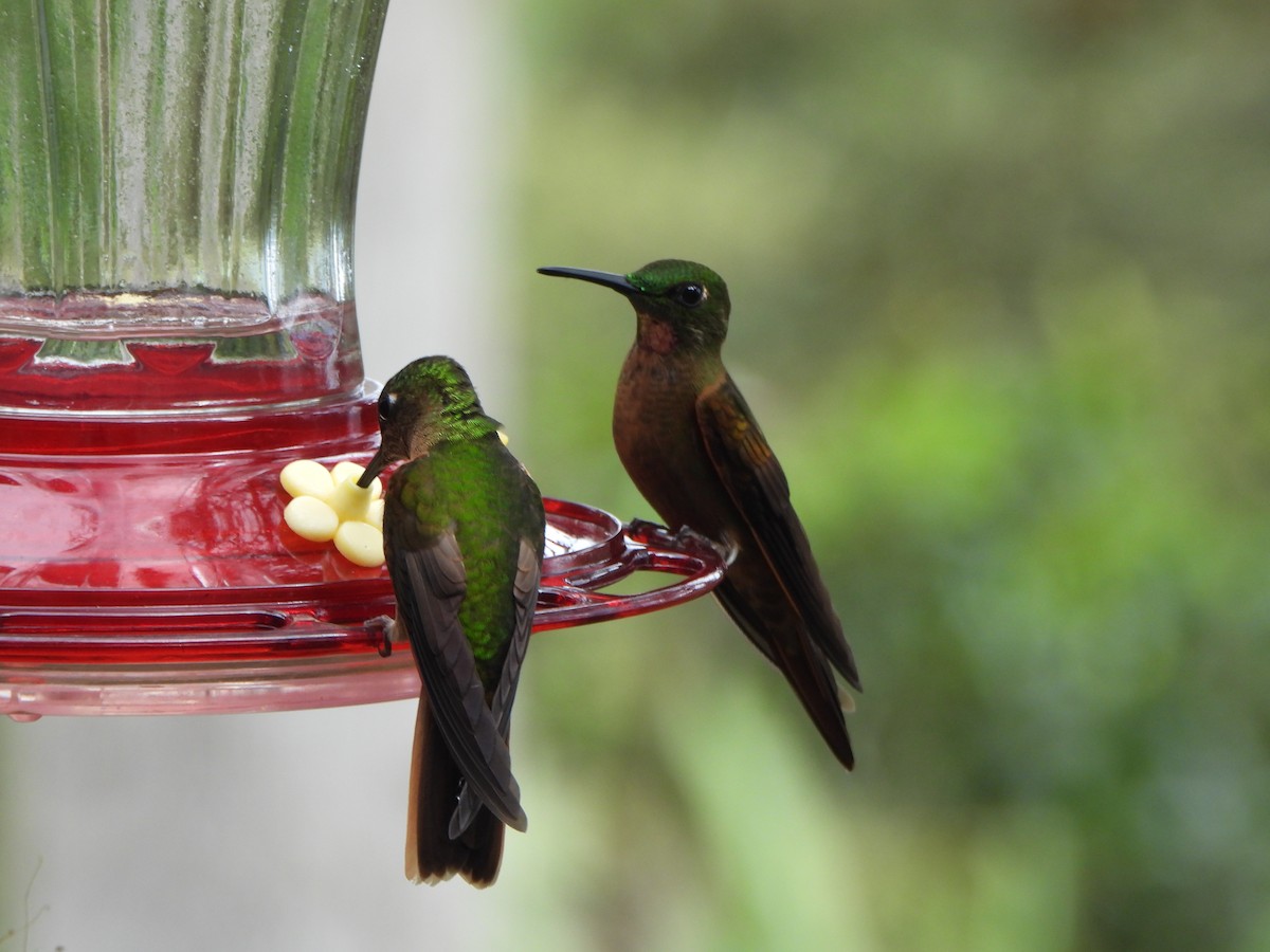 チャムネテリハチドリ - ML645972406