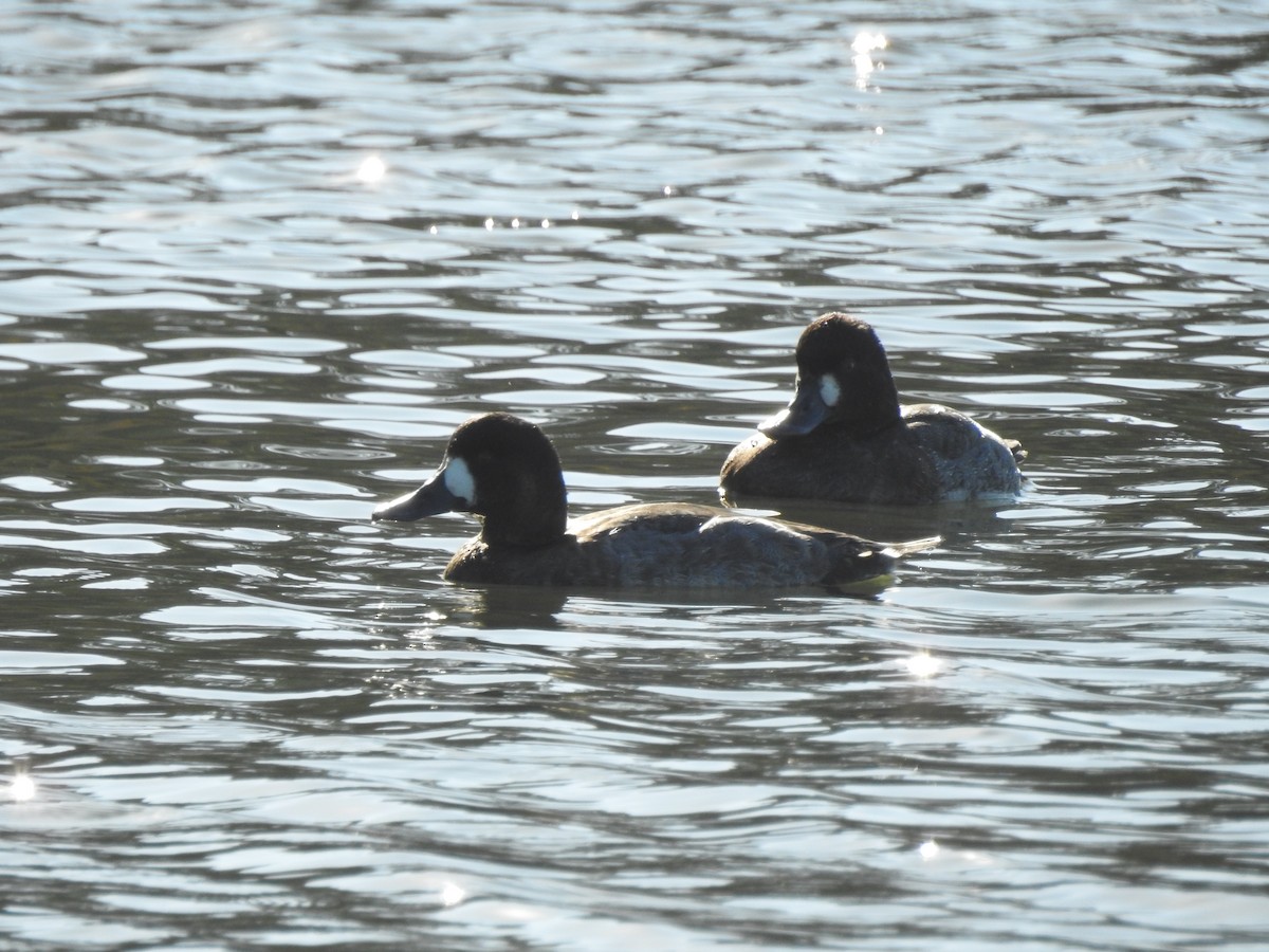 Porrón Bola - ML645972407