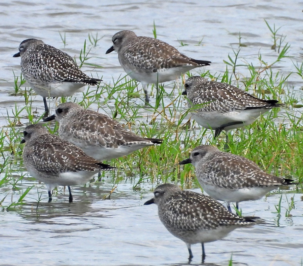 Black-bellied Plover - ML645972411