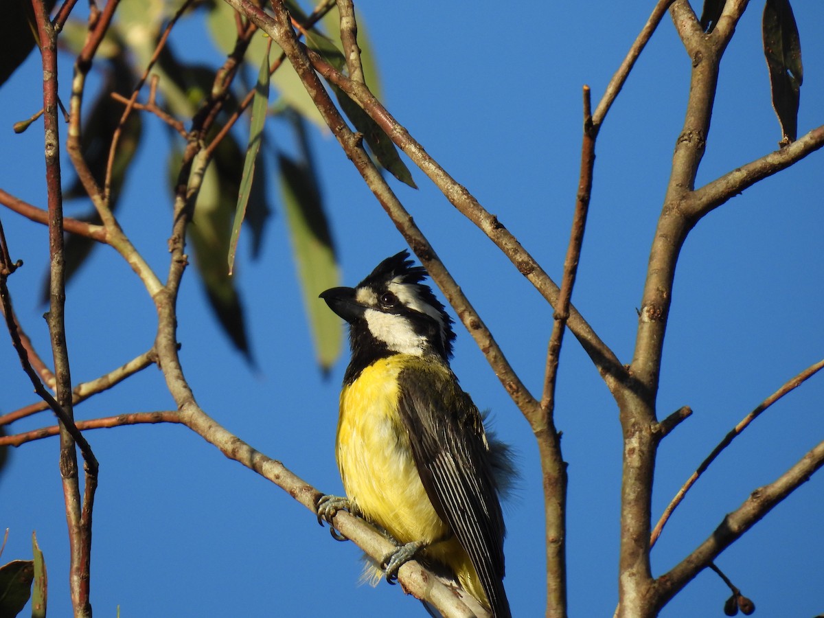 Eastern Shrike-tit - ML645972415