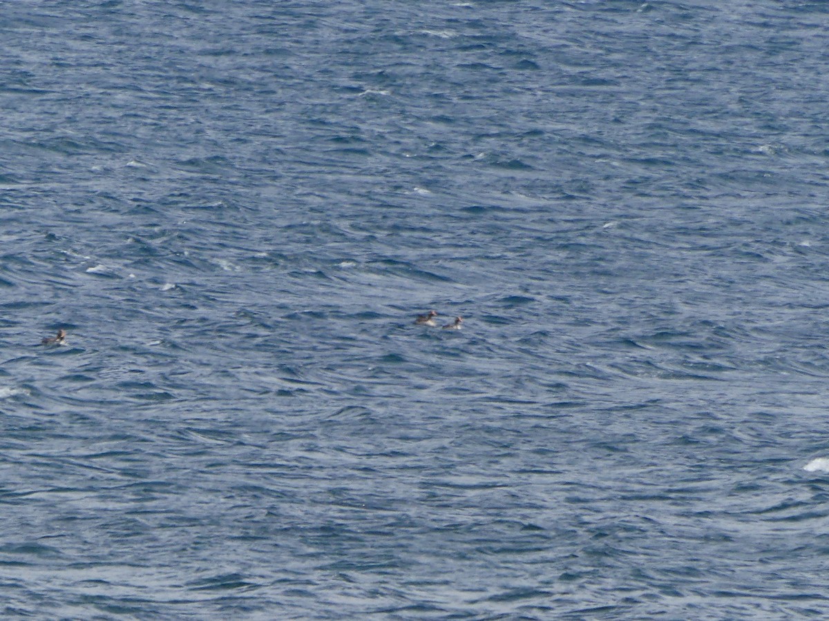 Гуска сіра - ML645972416