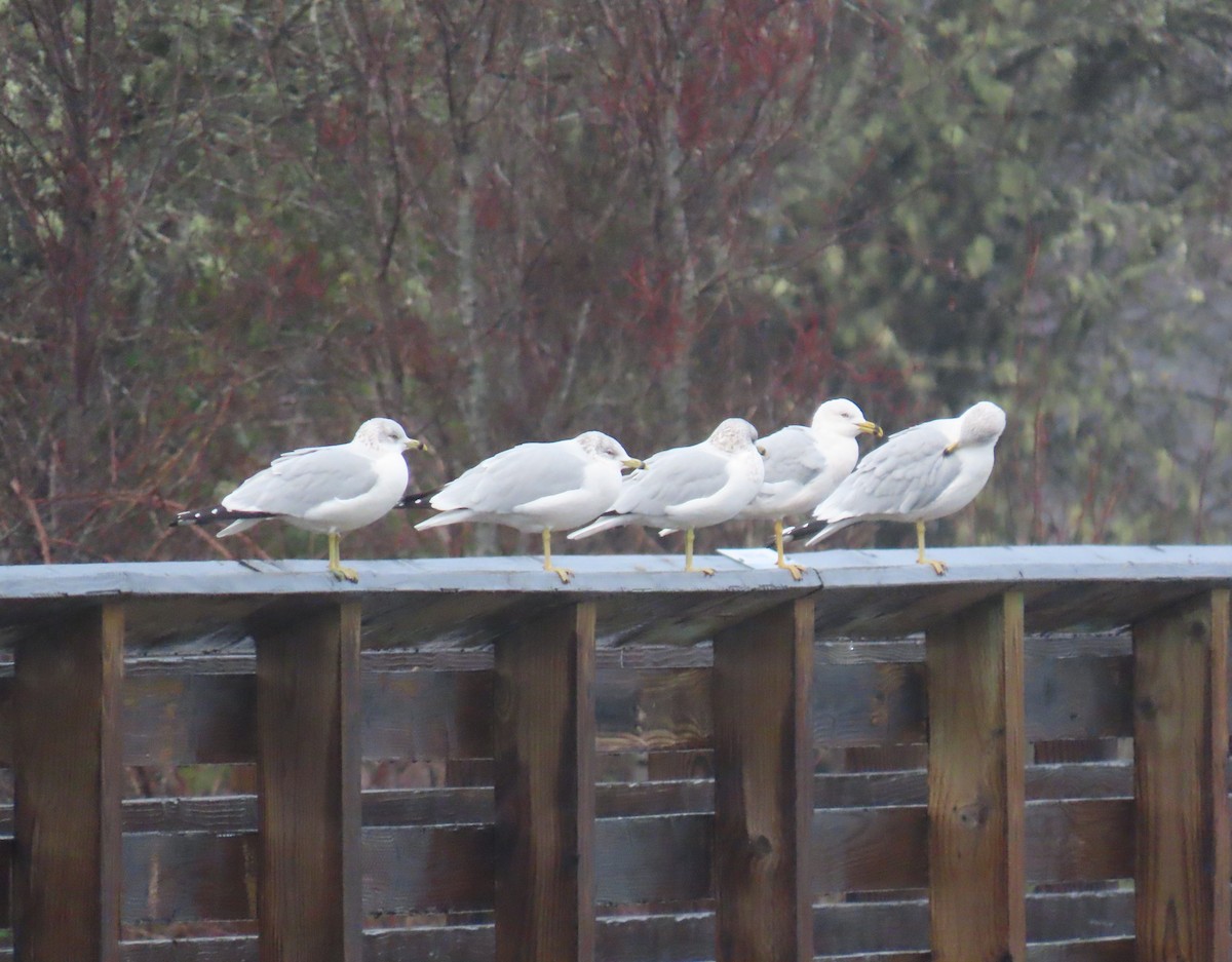 Ring-billed Gull - ML645972417