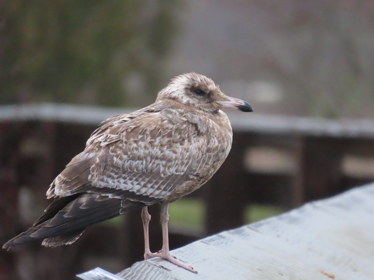 Ring-billed Gull - ML645972418