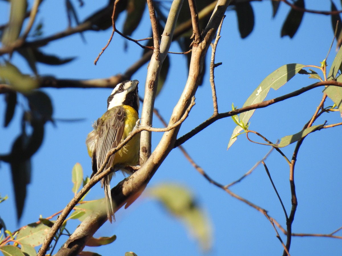Eastern Shrike-tit - ML645972420