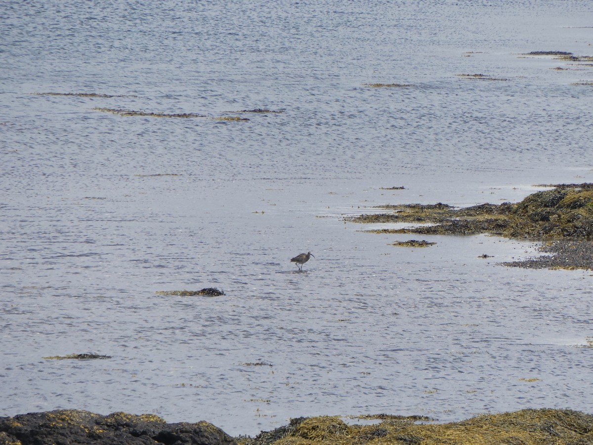 Eurasian Curlew - ML645972421