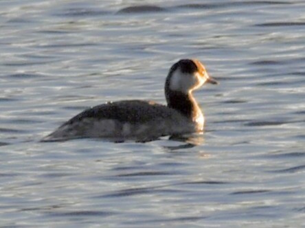 Txilinporta urrebelarria - ML645972422