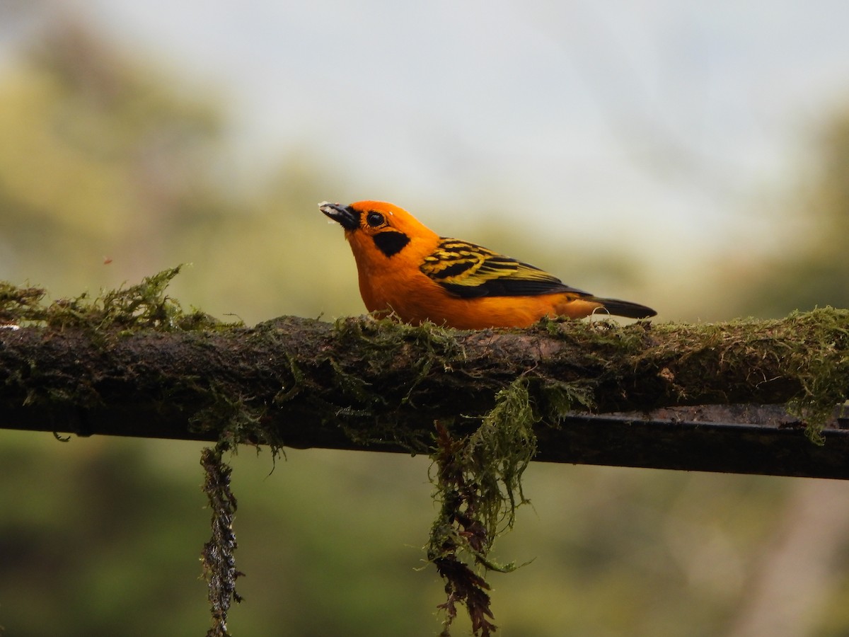 Golden Tanager - ML645972424