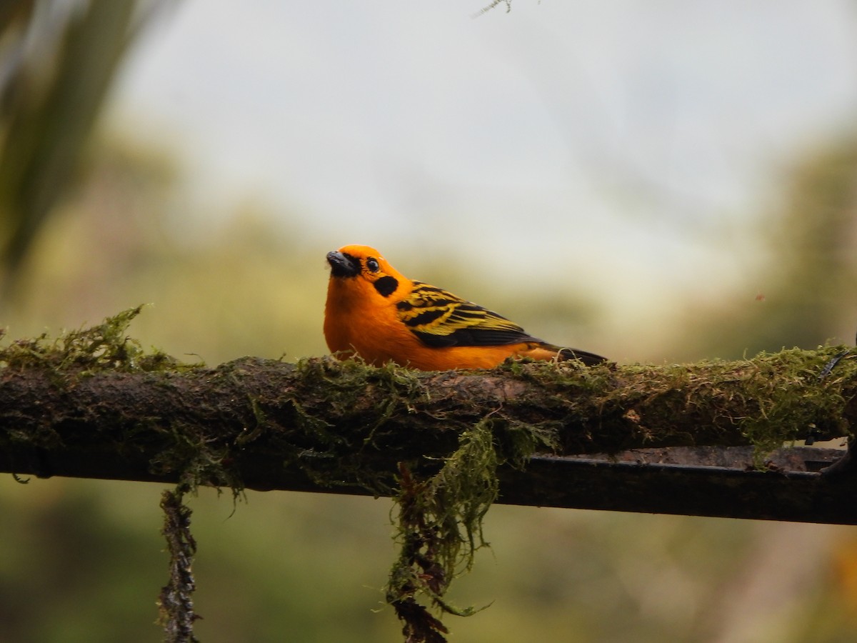 Golden Tanager - ML645972425