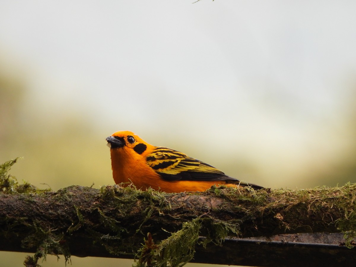 Golden Tanager - ML645972426