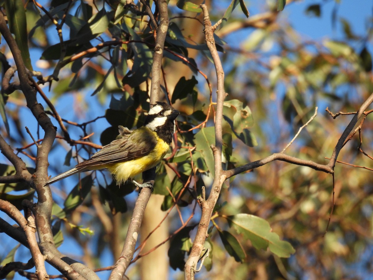 Eastern Shrike-tit - ML645972428