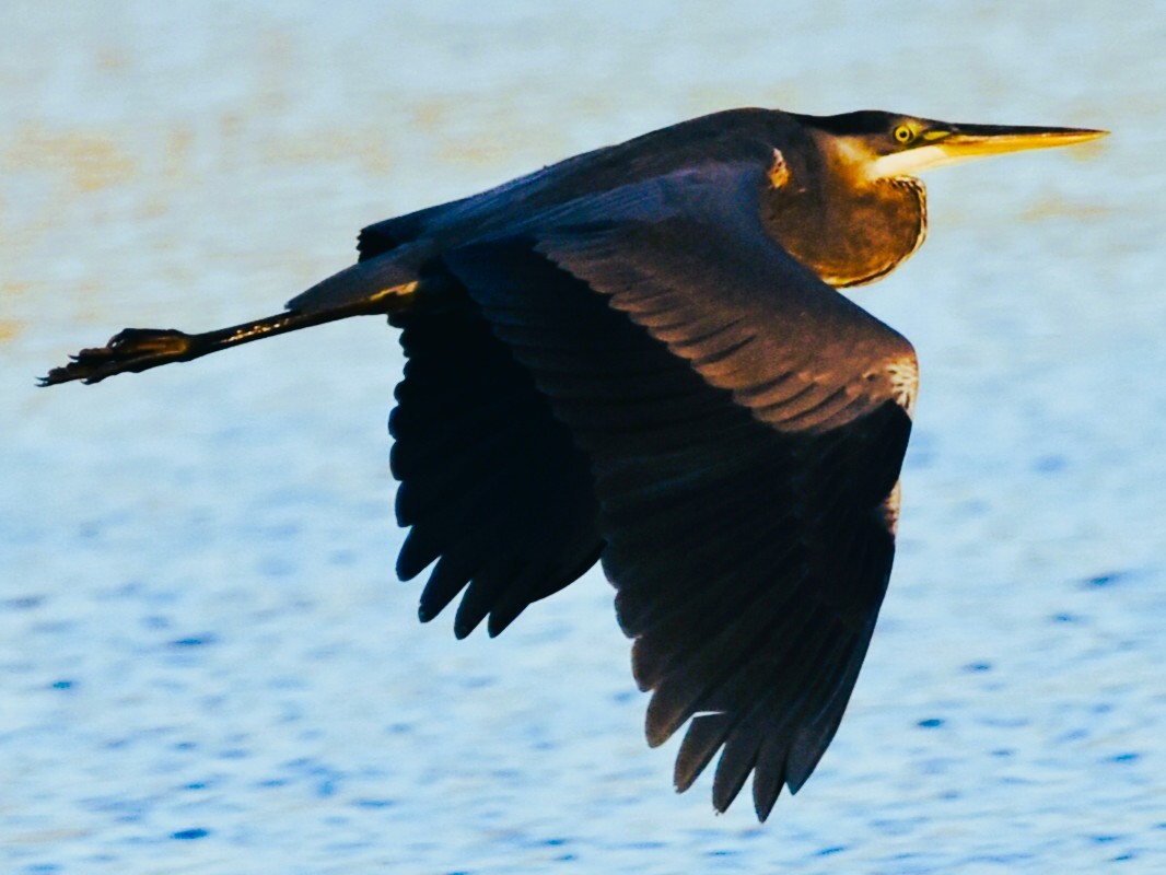 Great Blue Heron - ML645972430