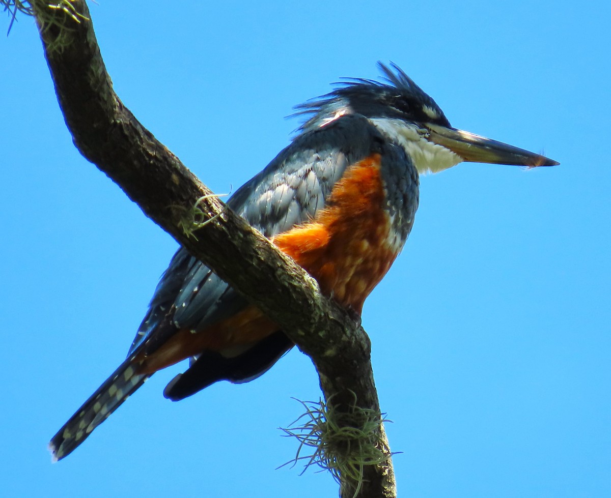 Ringed Kingfisher - ML645972432