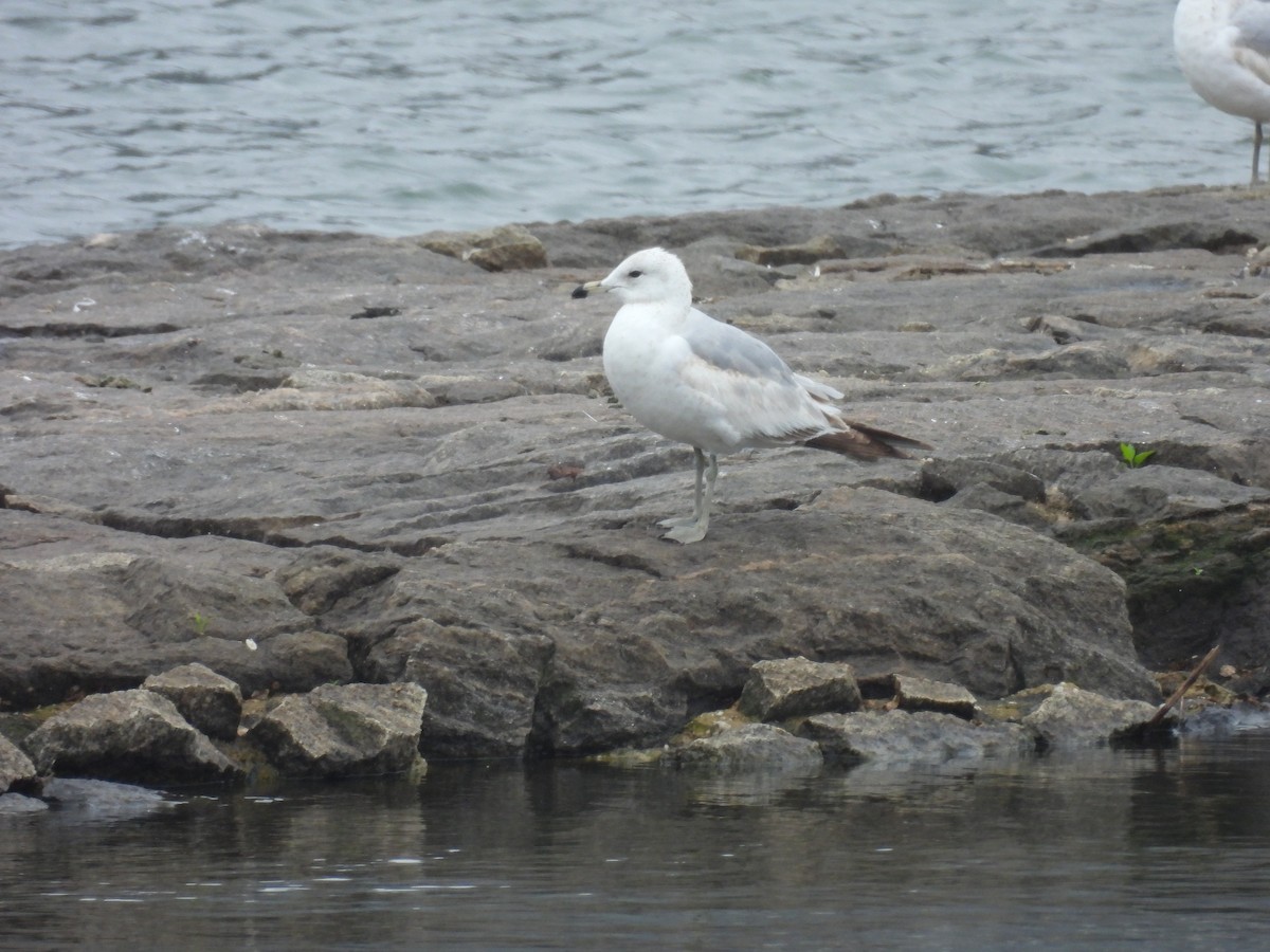 Ring-billed Gull - ML645972433
