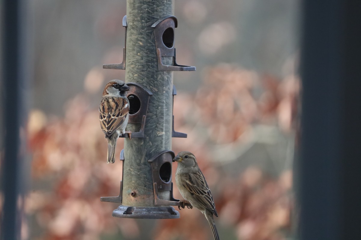 House Sparrow - ML645972434