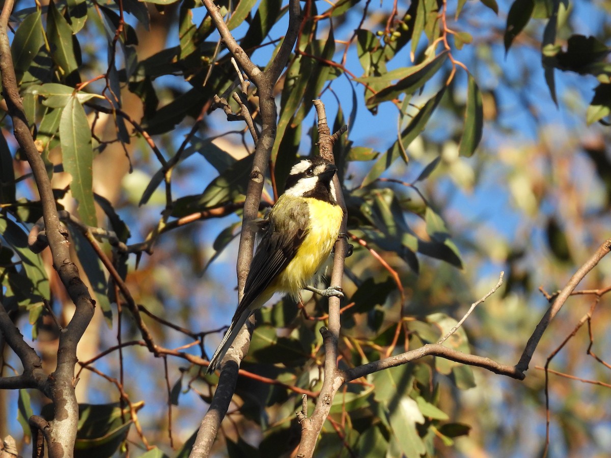 Eastern Shrike-tit - ML645972437