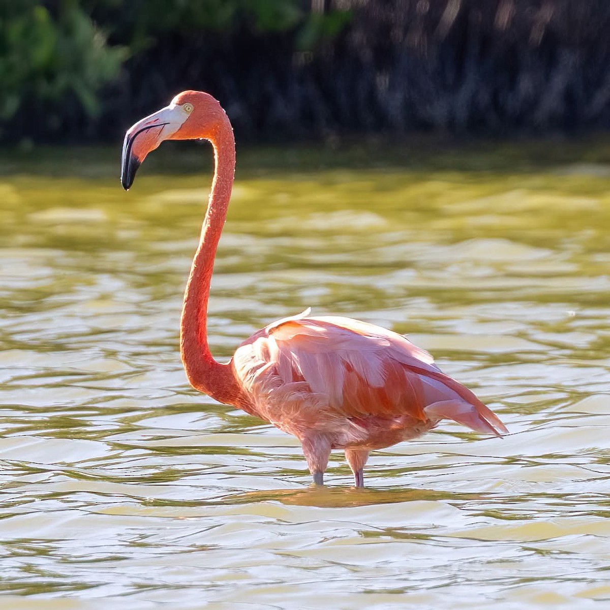 American Flamingo - ML645972438