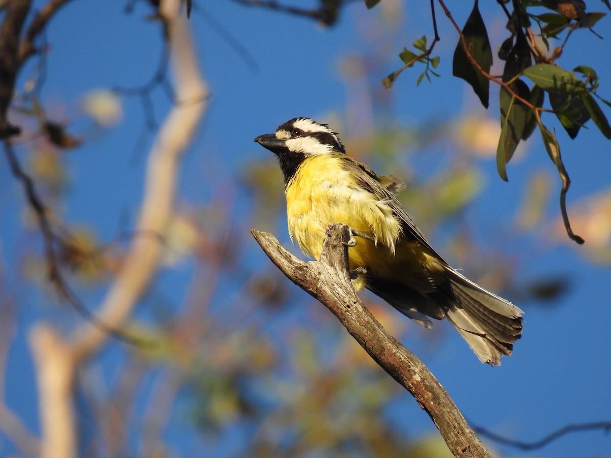 Eastern Shrike-tit - ML645972439