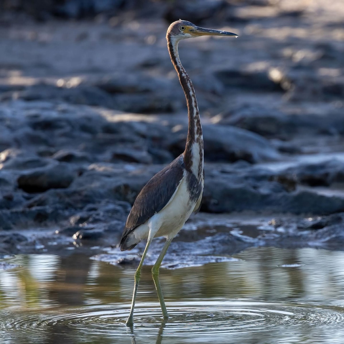 Tricolored Heron - ML645972440
