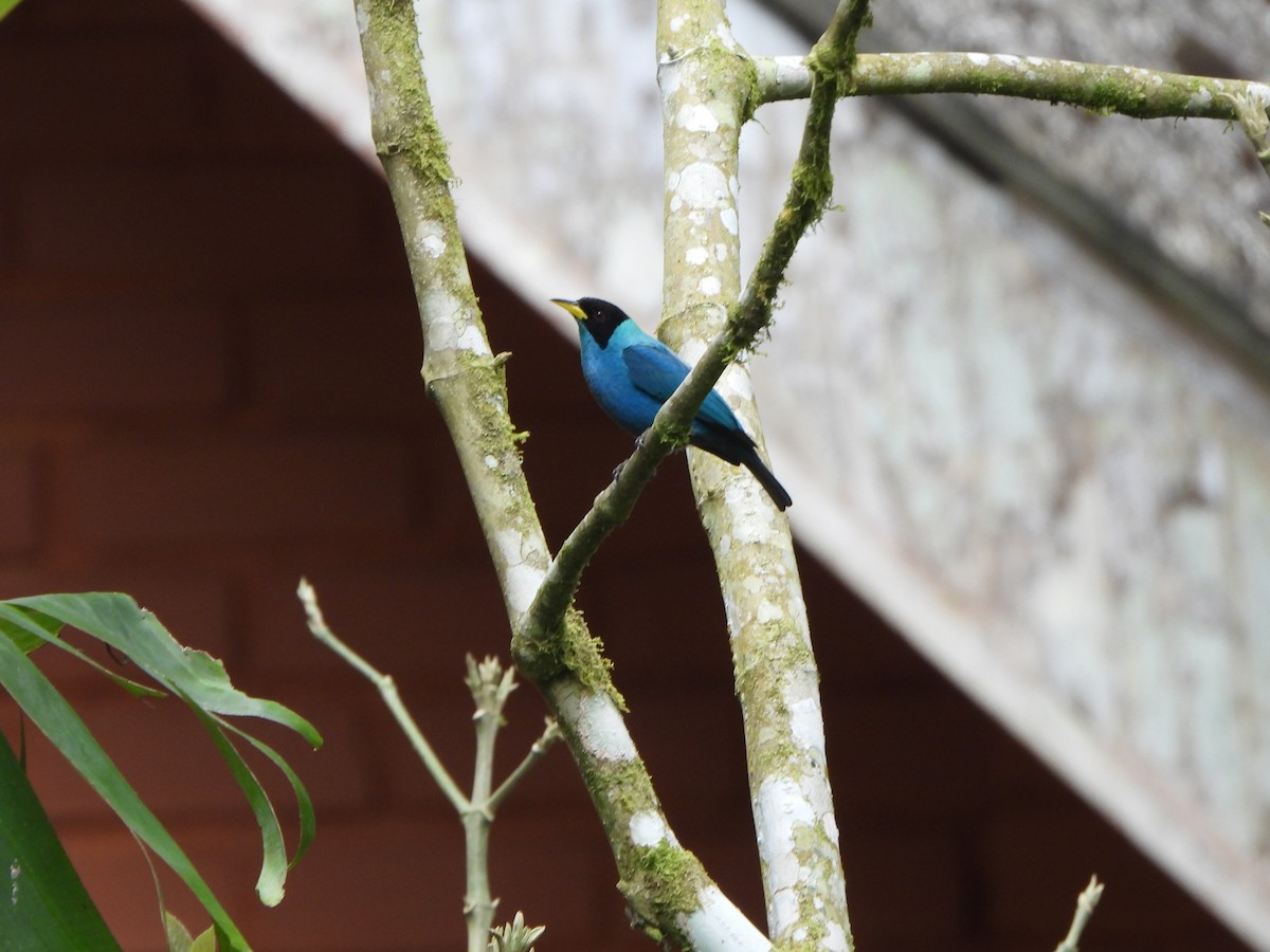 Green Honeycreeper - ML645972441