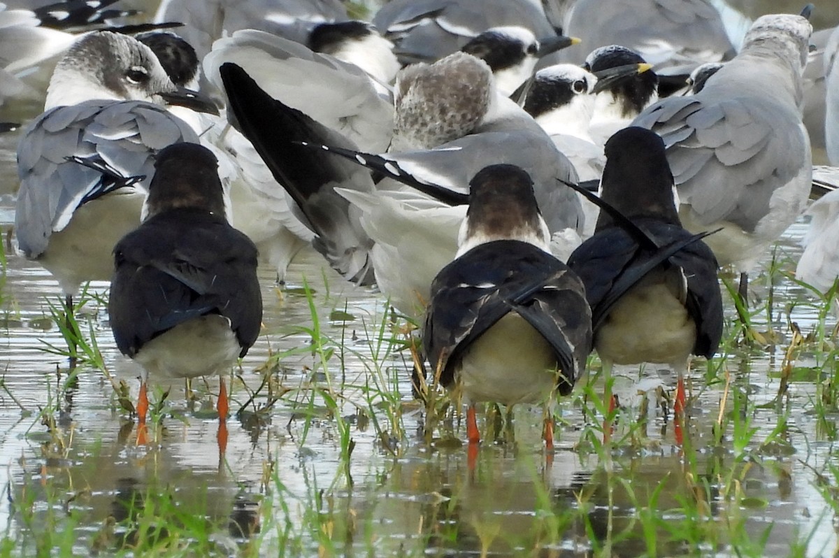 Black Skimmer - ML645972443