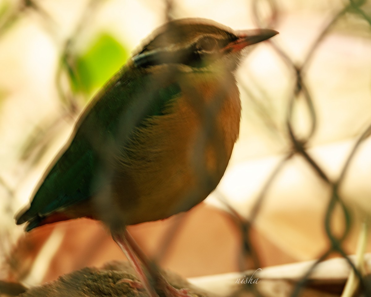 Indian Pitta - ML645972448