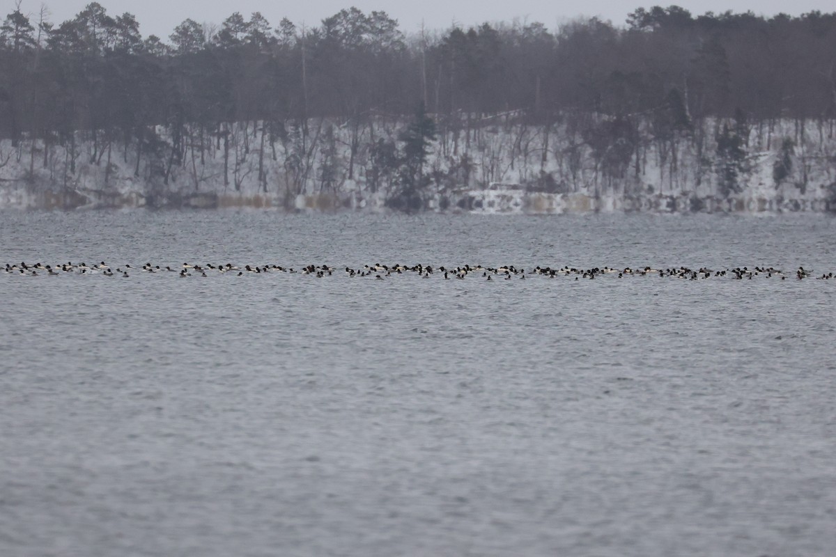 Common Merganser - ML645972449