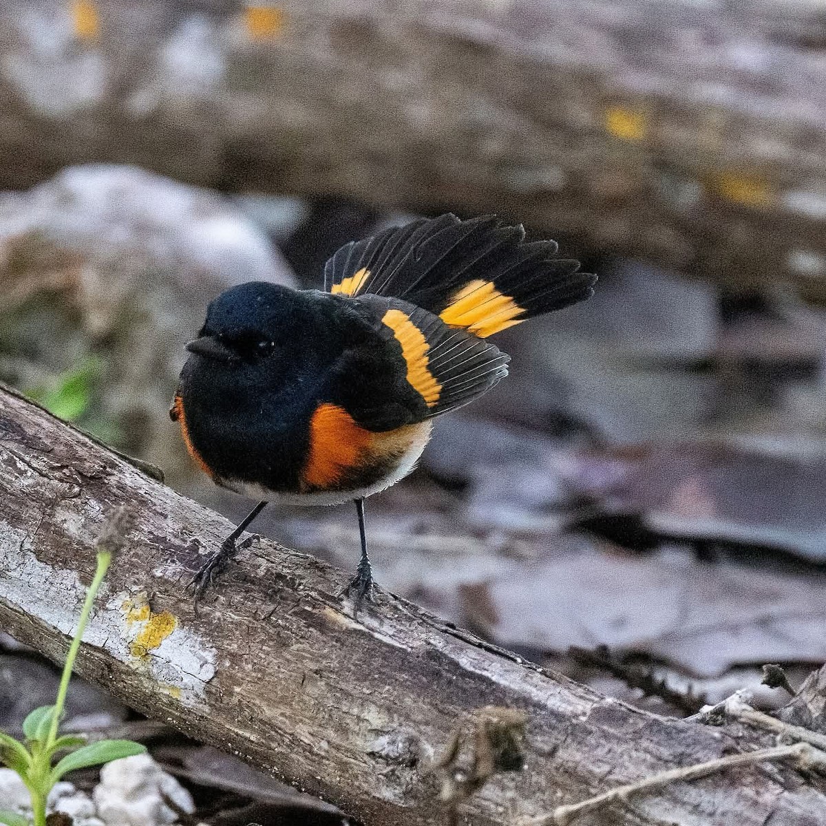American Redstart - ML645972451