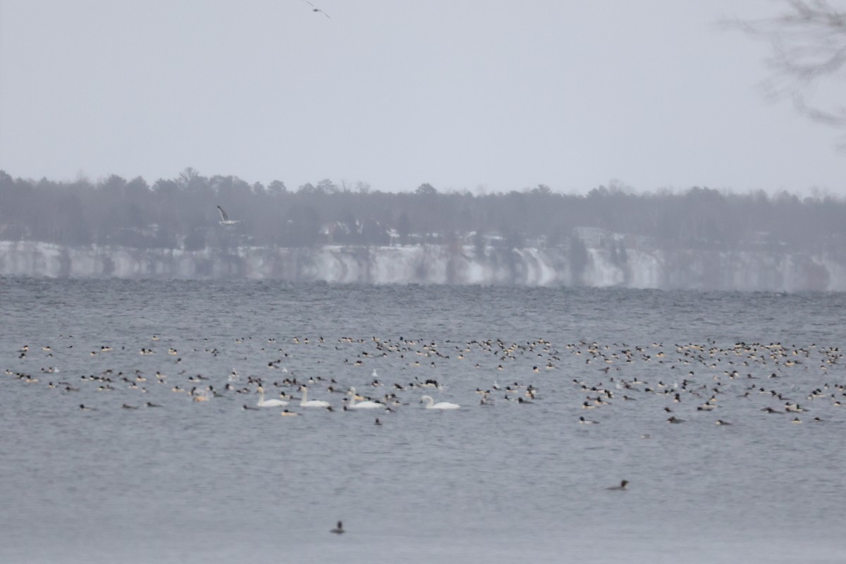 Common Merganser - ML645972453