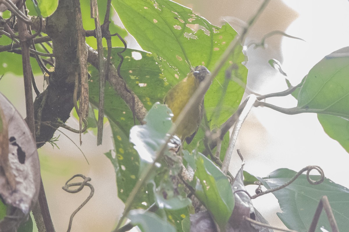 Golden-crowned Warbler - ML645972456