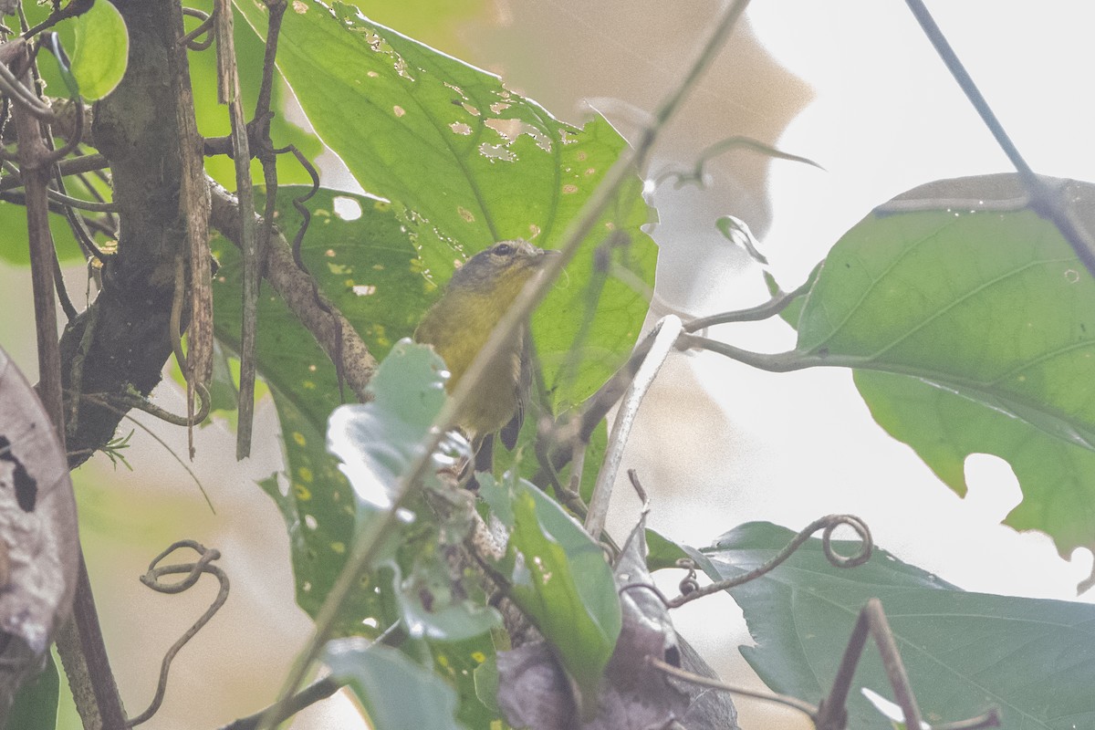 Golden-crowned Warbler - ML645972457