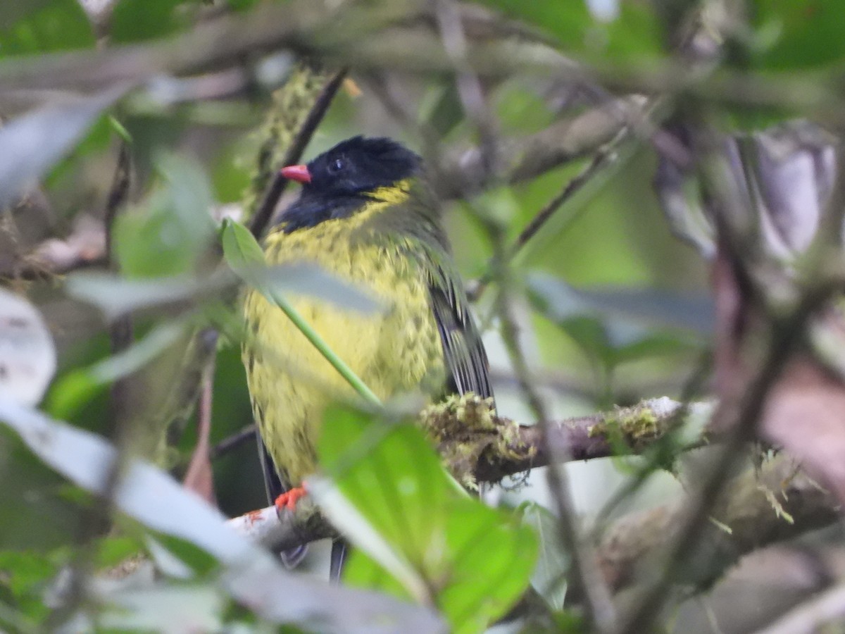 Green-and-black Fruiteater - ML645972464
